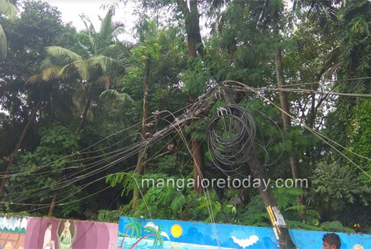 Tree fall